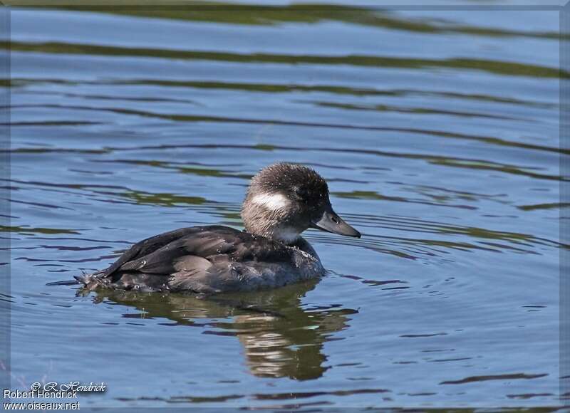 Bufflehead female adult, swimming