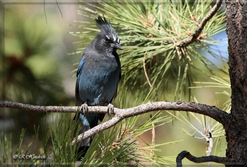 Steller's Jay