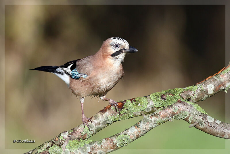 Eurasian Jay