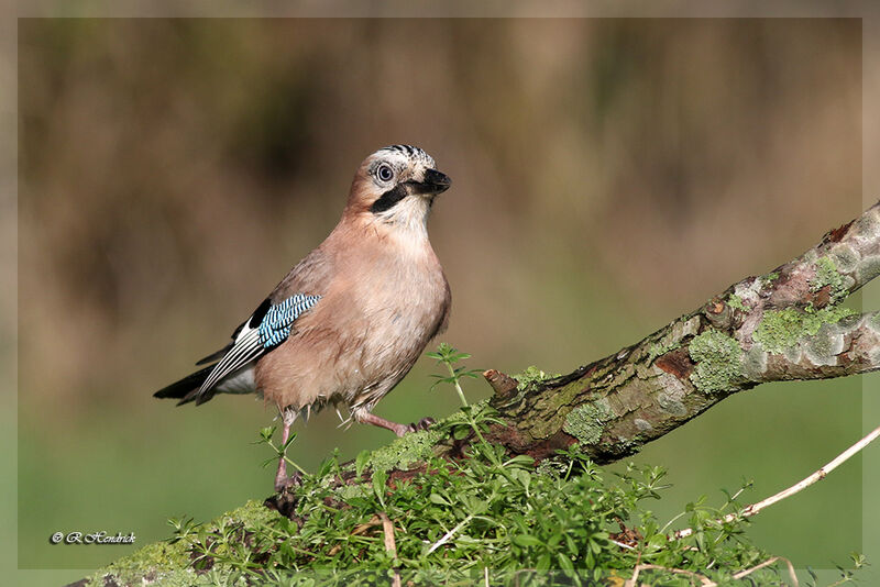 Eurasian Jay