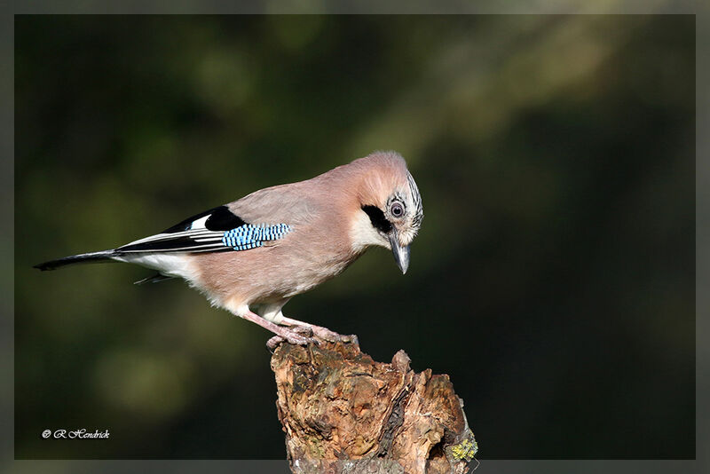 Eurasian Jay