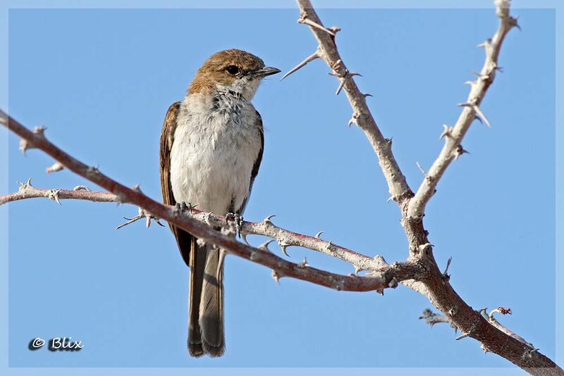 Marico Flycatcher