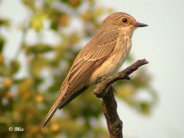 Spotted Flycatcher