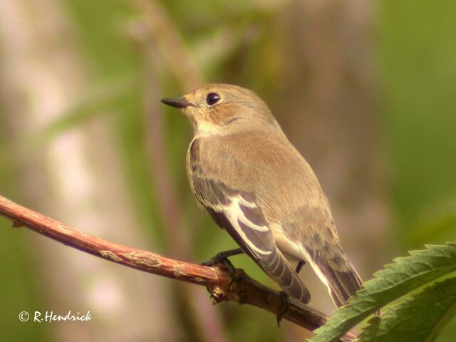 European Pied Flycatcher