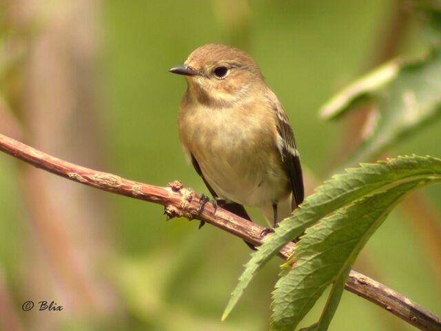 European Pied Flycatcher