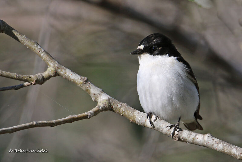 Gobemouche noir