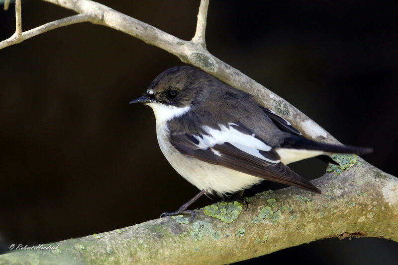 Gobemouche noir