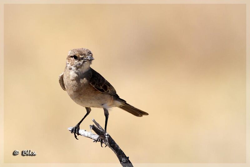 Chat Flycatcher