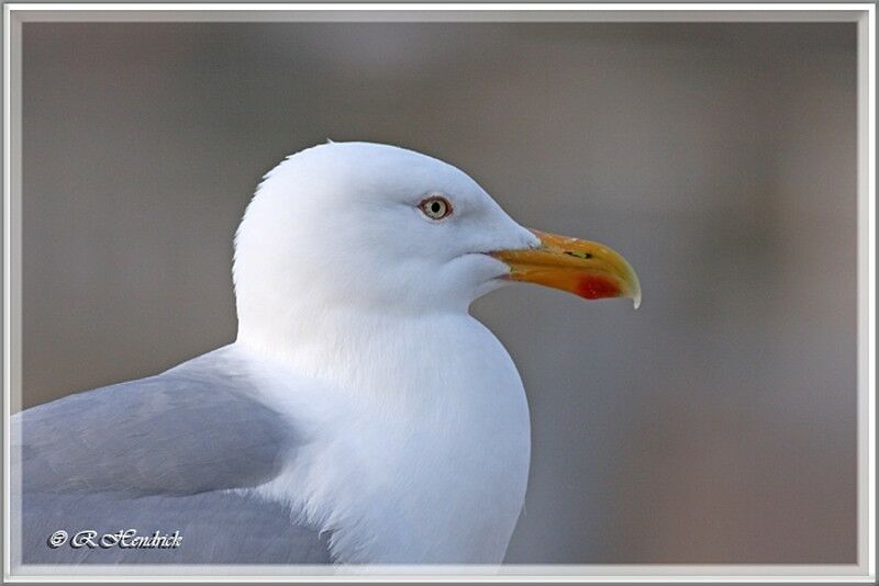 European Herring Gull