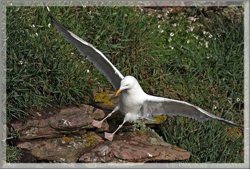 European Herring Gull