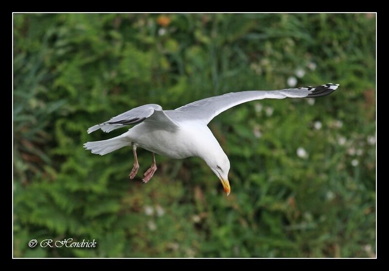 European Herring Gull