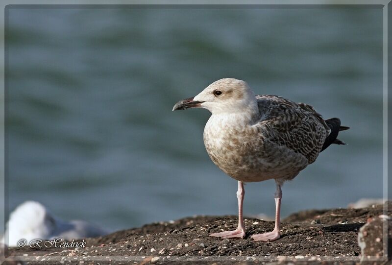 European Herring Gull