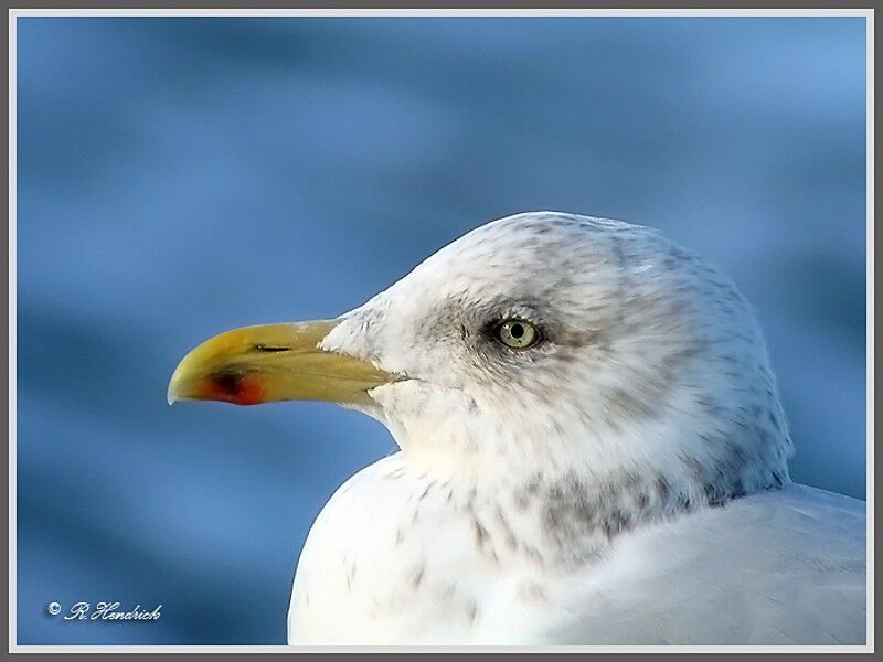 European Herring Gull