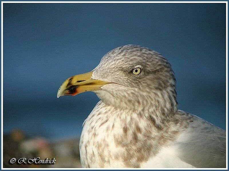 European Herring Gull