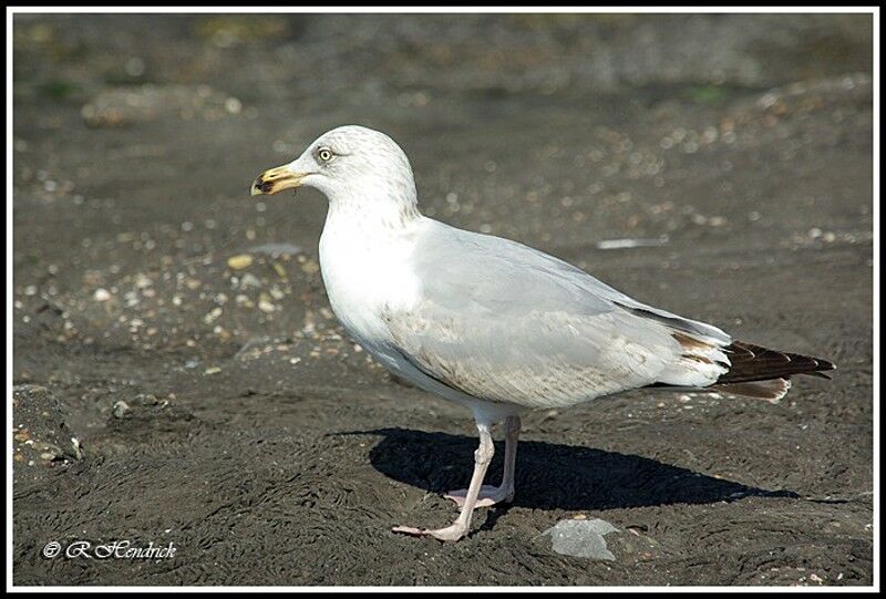 European Herring Gull