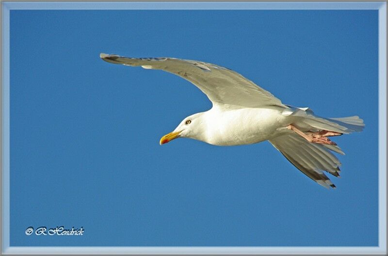 European Herring Gull