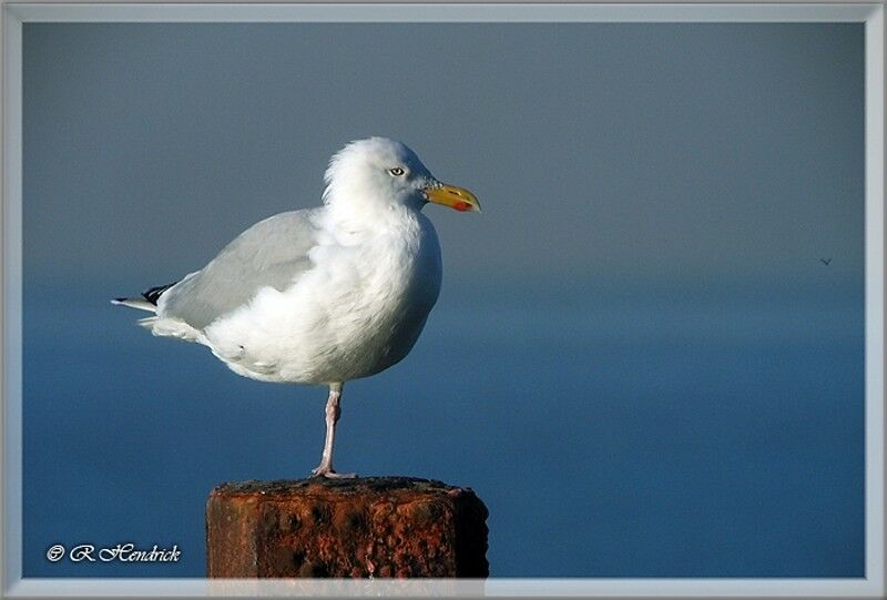 Goéland argenté