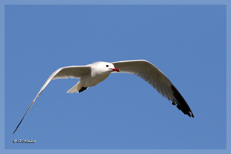 Audouin's Gull