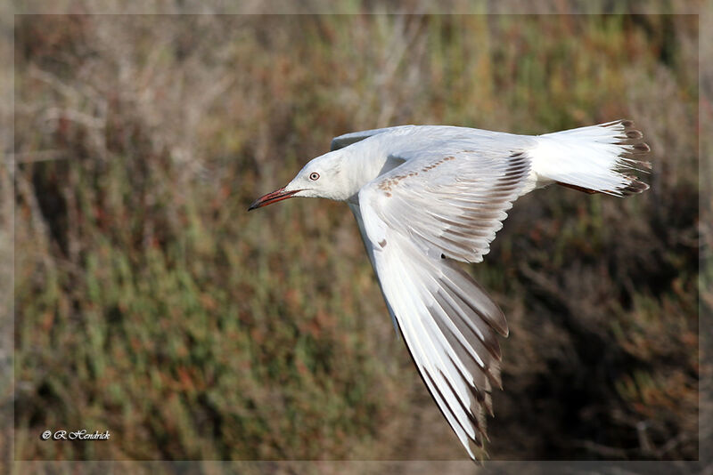 Slender-billed Gull