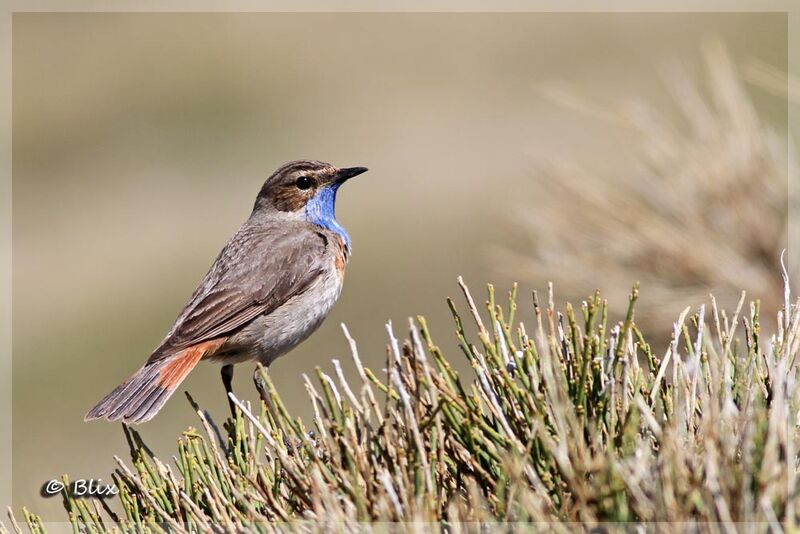 Bluethroat