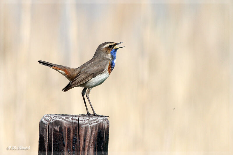 Bluethroat