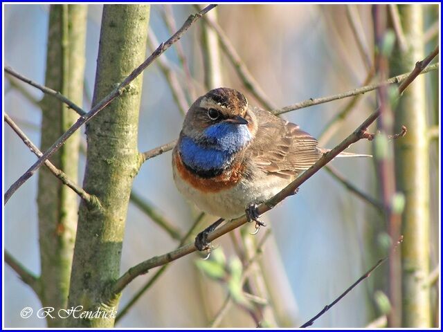 Bluethroat