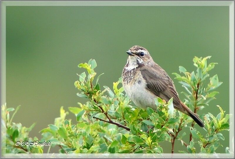 Bluethroat