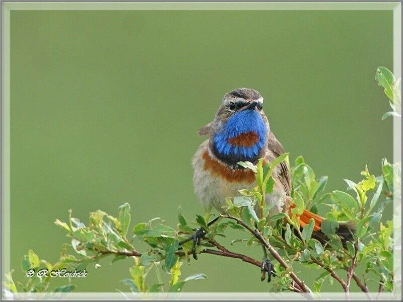 Bluethroat