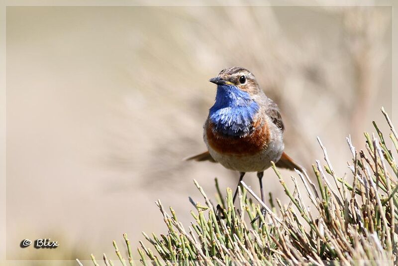 Bluethroat