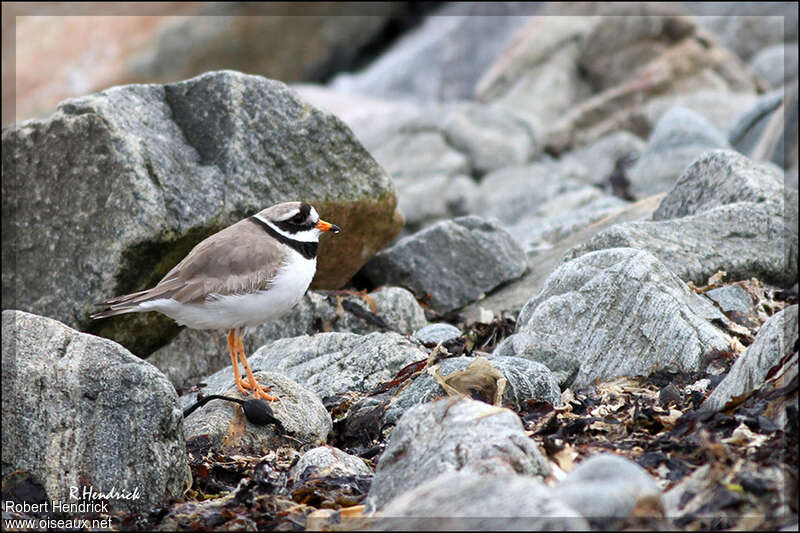 Grand Gravelotadulte, habitat, camouflage