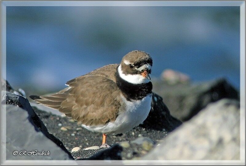 Common Ringed Plover