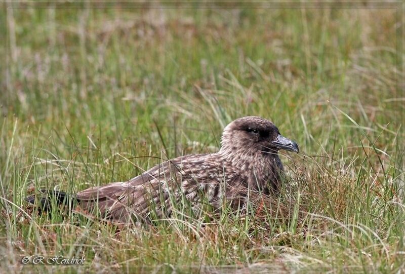 Great Skua