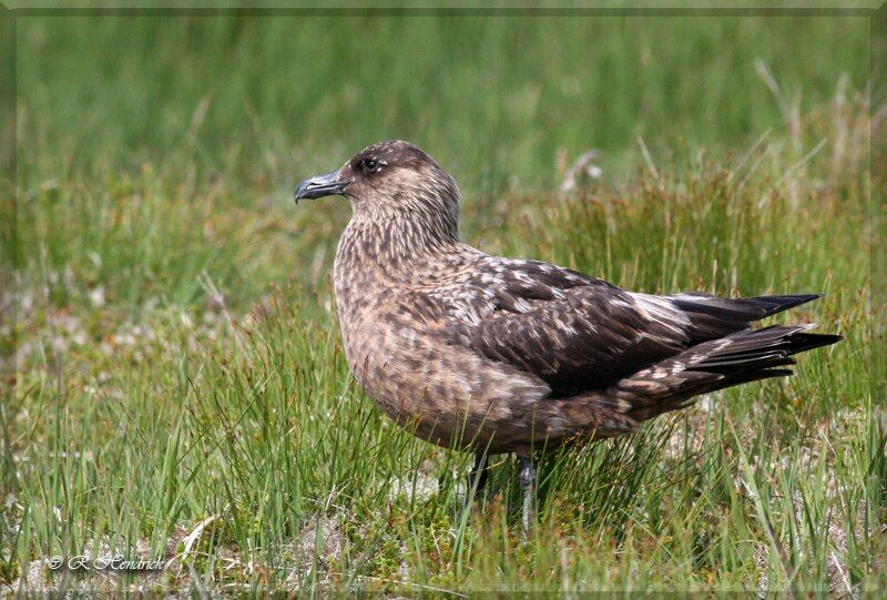 Great Skua