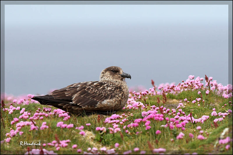 Great Skua