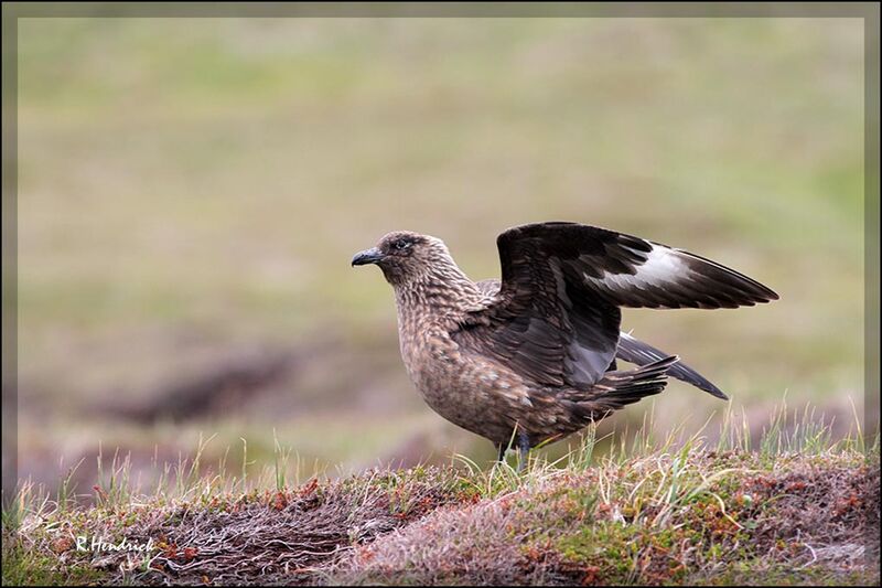 Great Skua