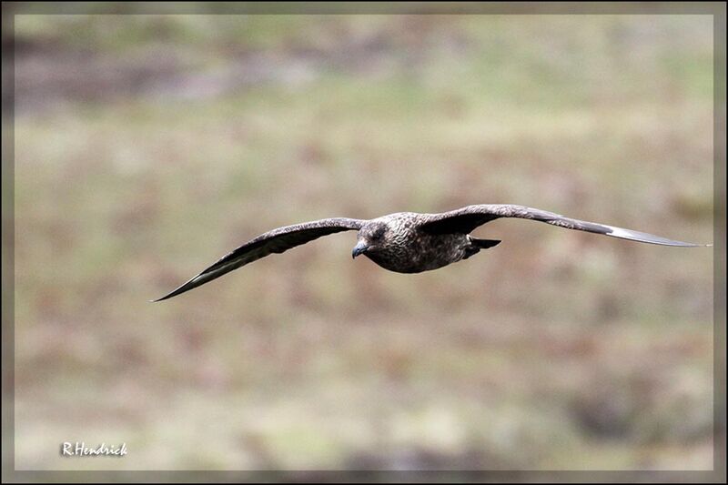 Great Skua