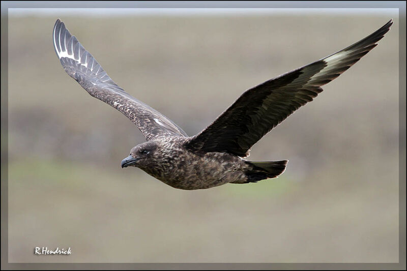 Great Skua