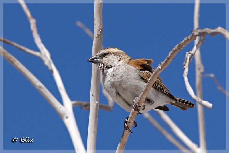 Great Sparrow