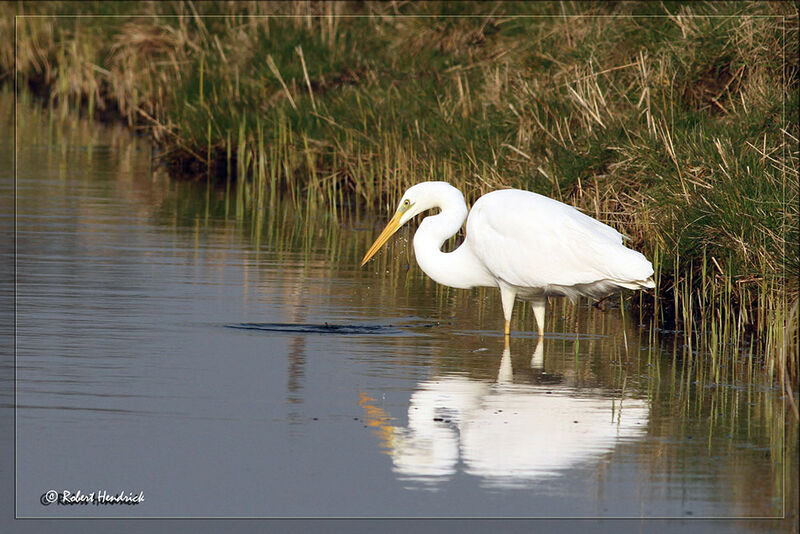 Great Egret