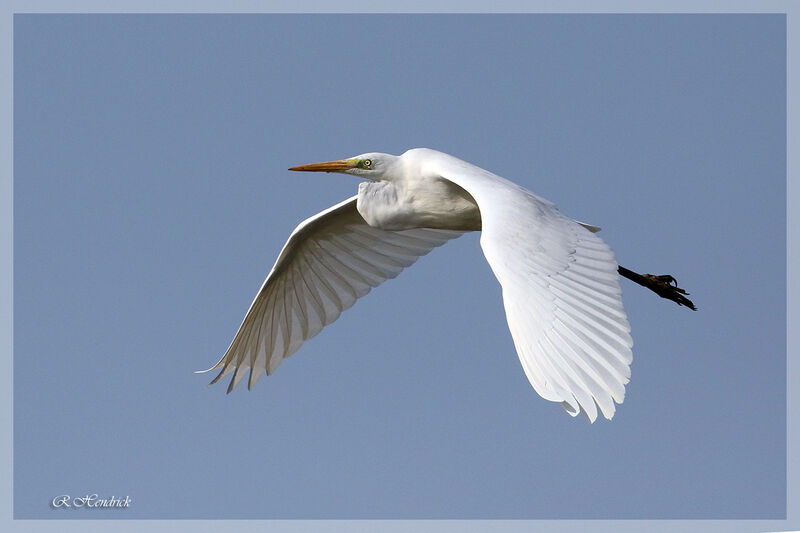 Grande Aigrette