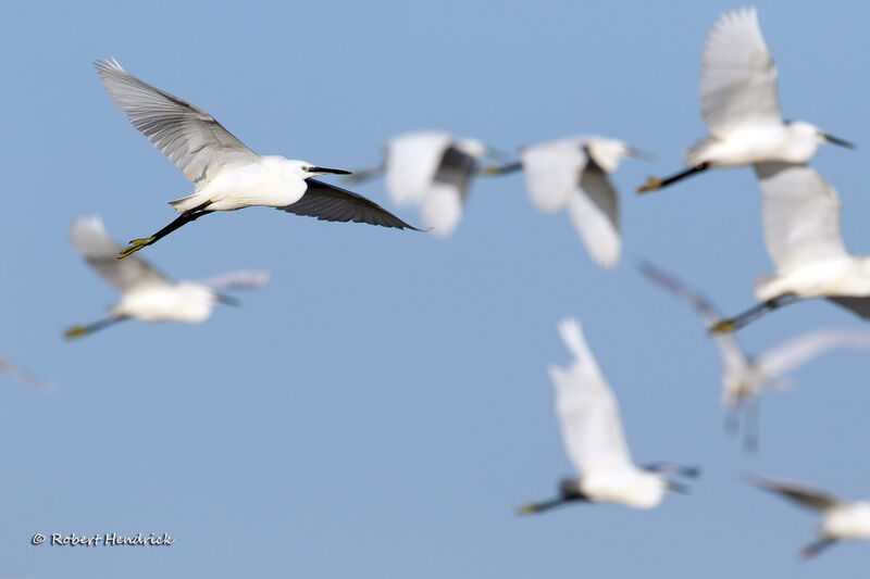 Grande Aigrette