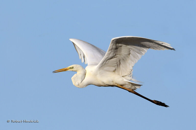 Grande Aigrette