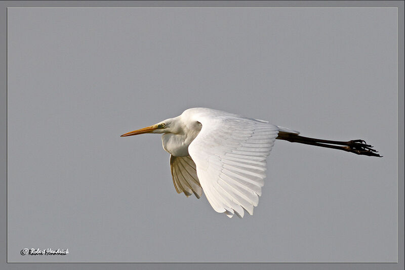 Grande Aigrette