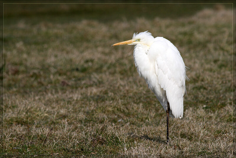 Grande Aigrette