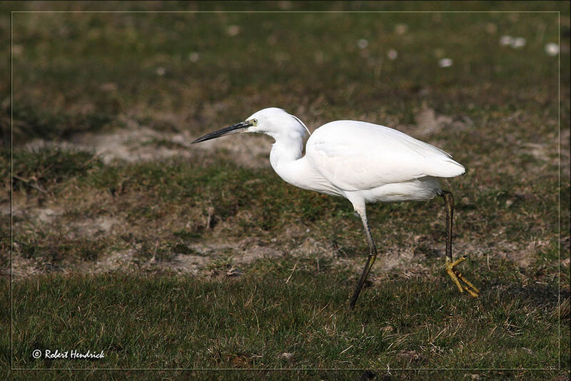 Grande Aigrette