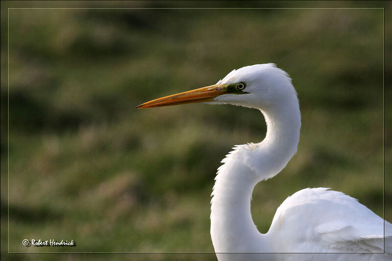 Great Egret