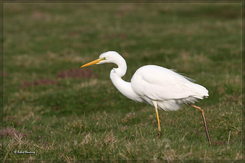 Grande Aigrette