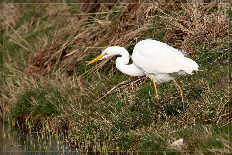 Grande Aigrette