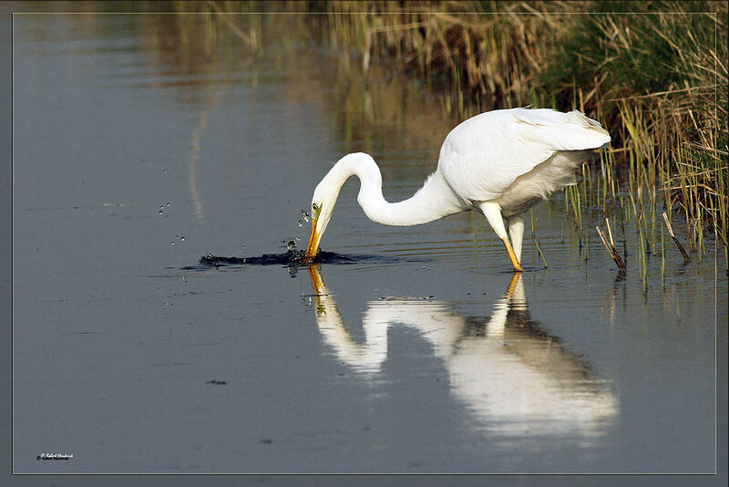 Grande Aigrette