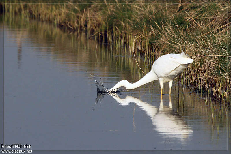 Grande Aigrette, pêche/chasse